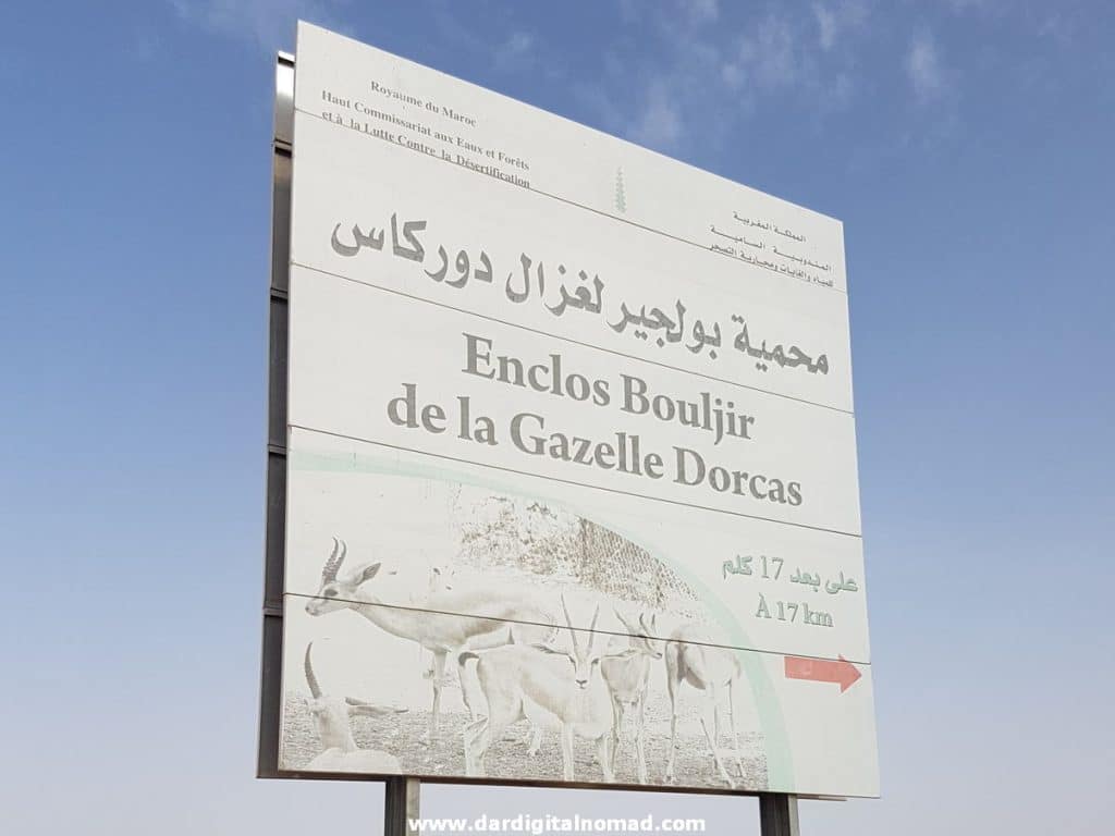 Gazelle Dorcas Boulji Reserve Morocco